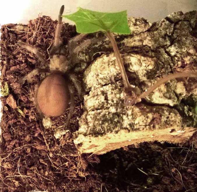 A piece of cork bark with a leaf hot glued onto it. 