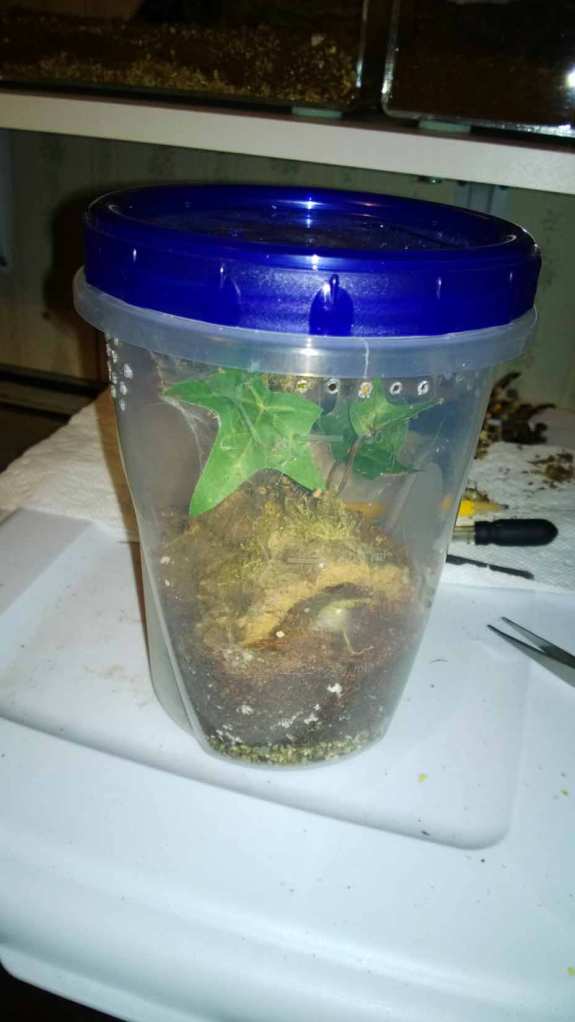 Ziploc container modified to house arboreal tarantula.
