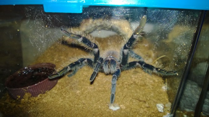 My 4+" L. itabunae likely waiting for its next meal.