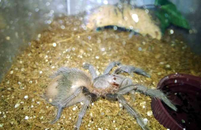 My 3" LP female before a molt.