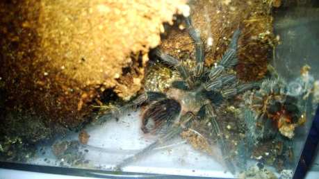 P. cancerides Juvenile