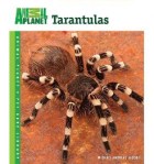 Tarantulas Michael Jacobi