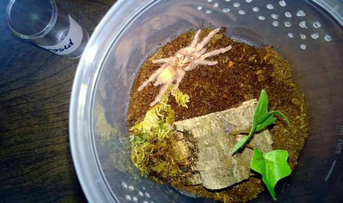 One of the three H. incei juveniles purchased from Michael Jacobi. Unfortunately, my picture doesn't really capture the amazing color.