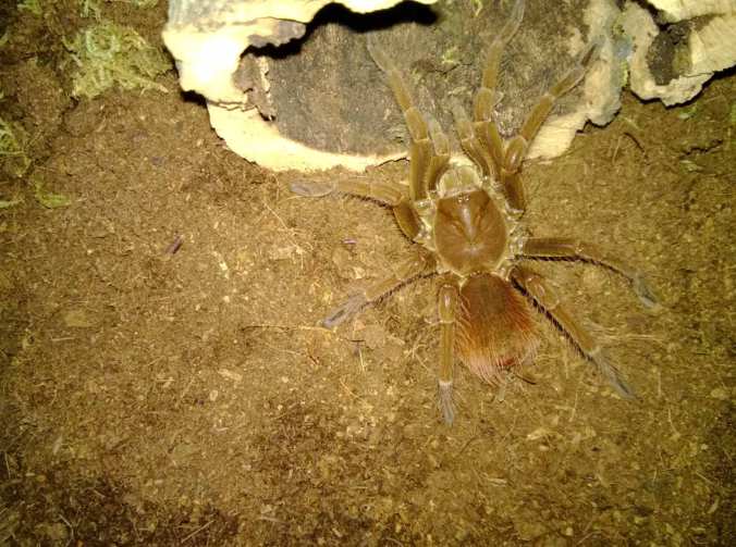 My 3.5" P. antinous female.