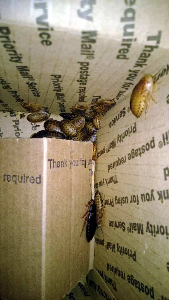 With the cardboard moved aside, you can now see more of the little buggers. 