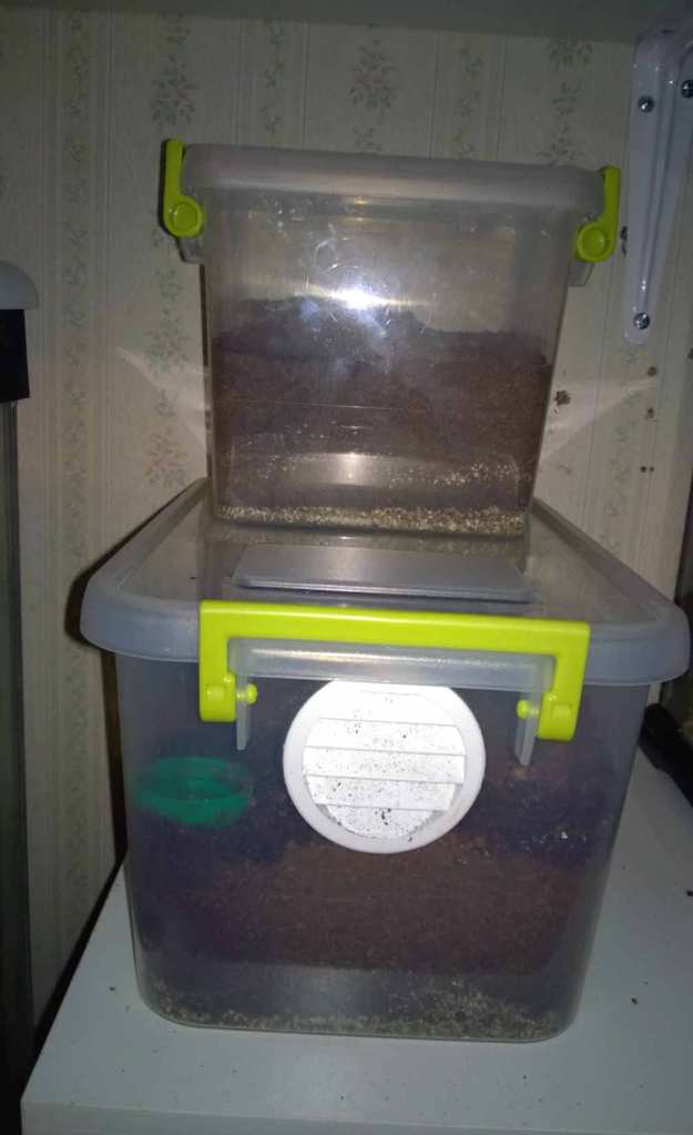 A couple of my earlier enclosures, already occupied. The top enclosure does NOT have vents. For that one, I used a nail heated on a burner to melt the holes into it.