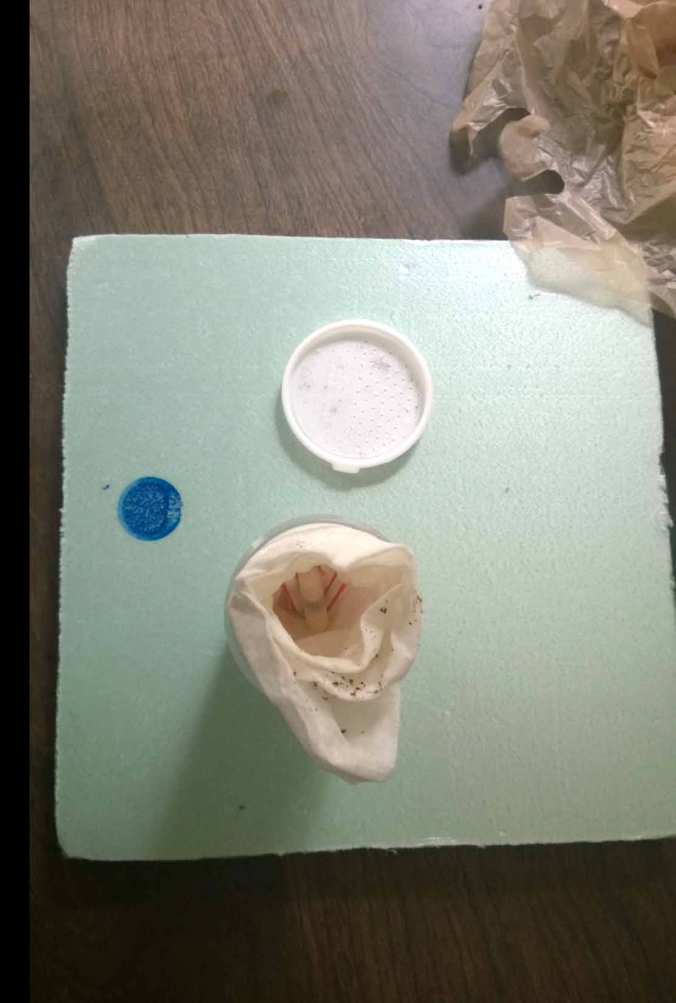 A peek inside the dram bottle shows the straws containing the Ts. These are cushioned by moistened paper towel.