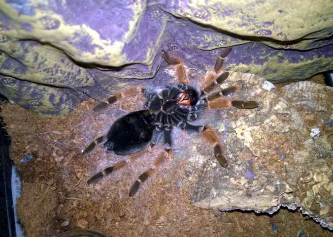 My B. boehmei on her back as she prepares for a molt. Many inexperienced keepers have thought their pets dead when they see them like this. 