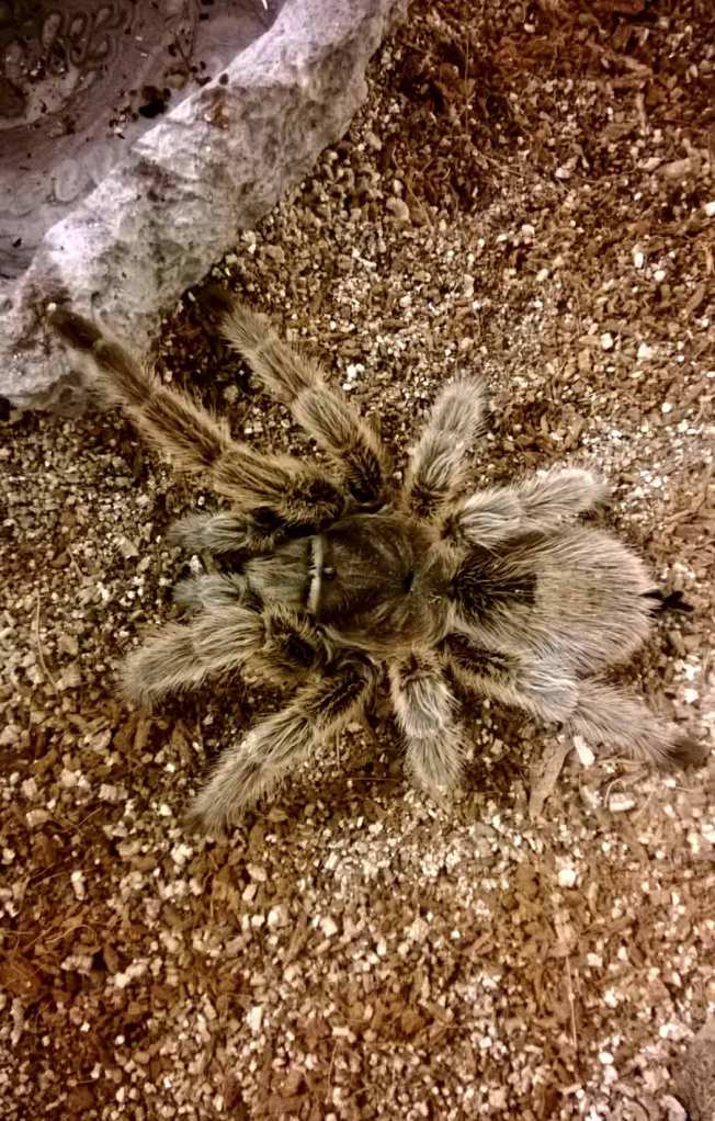 My G. porteri (Chilean Rose) about a year ago.