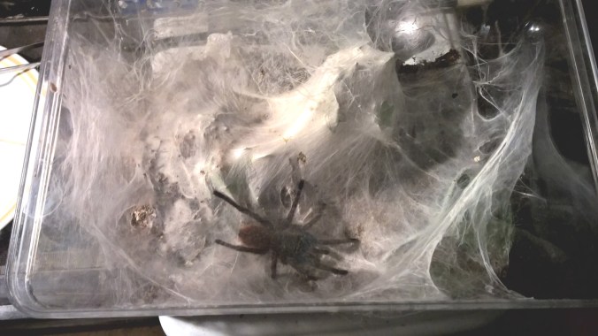 My young adult female's enclosure. Notice the copious amounts of webbing.