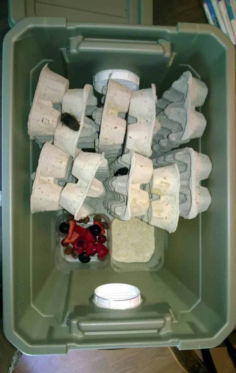 Custom Dubia Roach Enclosure and Care | Tom's Big Spiders - Dubia Roach Breeding Enclosure Temperature Gradients