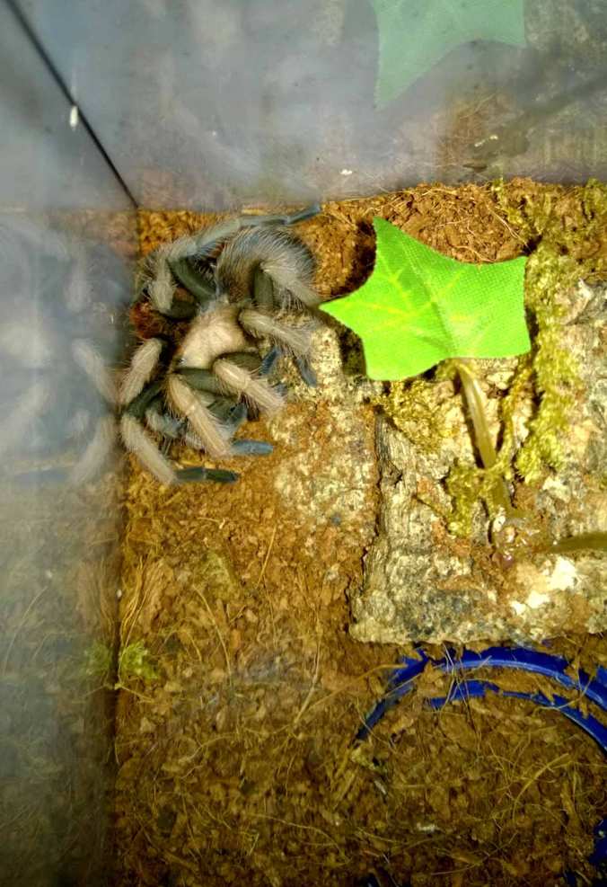 My A. schmidti female just after a molt. 