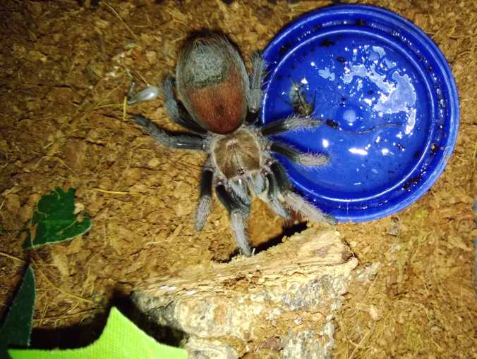 My female A. schmidti before a recent molt.