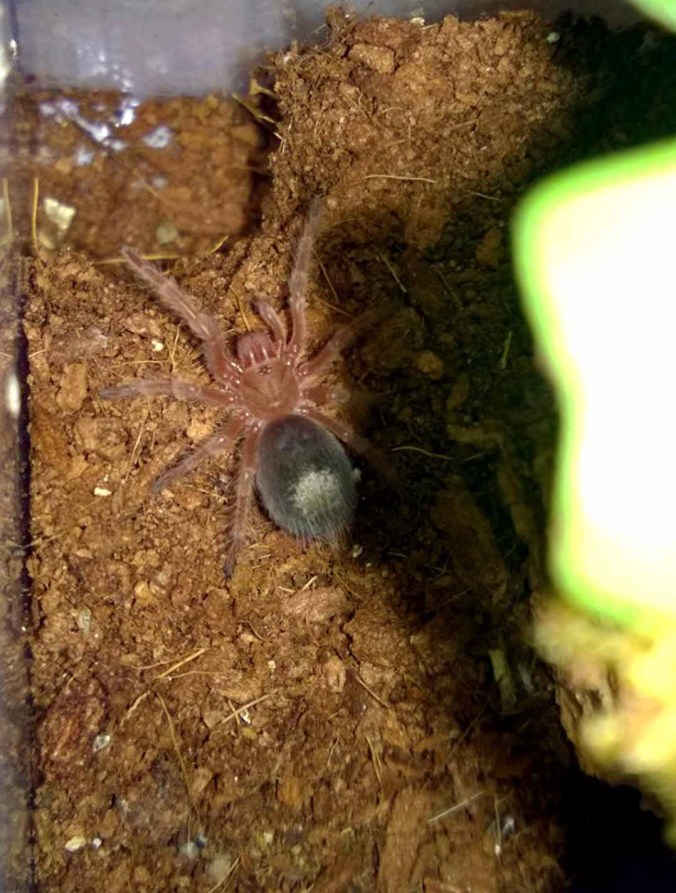 G. rosea sling in premolt. Notice the large, shiny, and dark abdomen. 