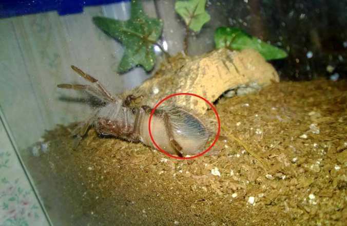 My L. itabunae in premolt. Notice the shiny abdomen and the dark patch forming .