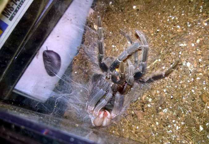My female LP during a recent molt. Notice the molt mat on the left hand side of the photo.