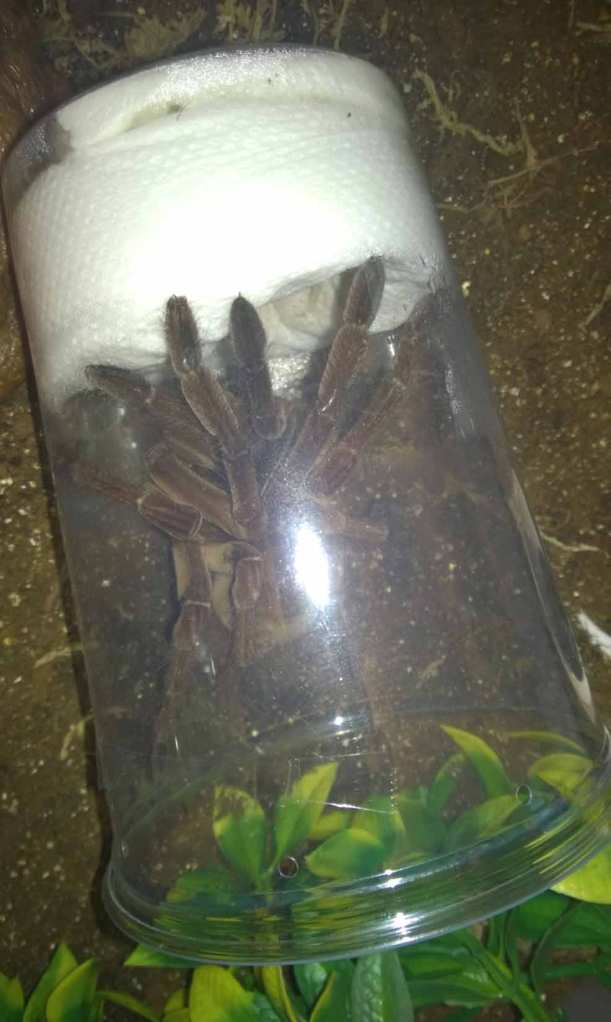 My T. stirmi in the shipping cup after I removed much of the moist paper towel. Shortly after this photo was taken, he burst out.