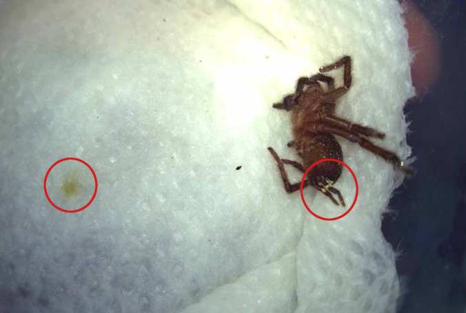 A dead H. villosella sling. Notice the white around the anus, and the yellowish spot that formed beneath the corpse (likely feces loosened by the moist towel.