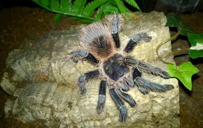 My sub-adult Lasiodora itabunae (suspected male).