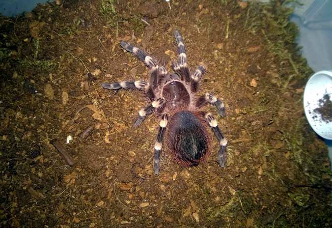 My A. brocklehursti (pet trade)