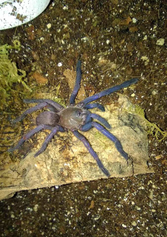 One of my C. dyscolus slings purchased from Pet Center USA