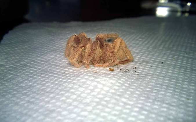 A side view of a death curl (an H. incei gold mature male). Notice again how the legs curl beneath the specimen's body.