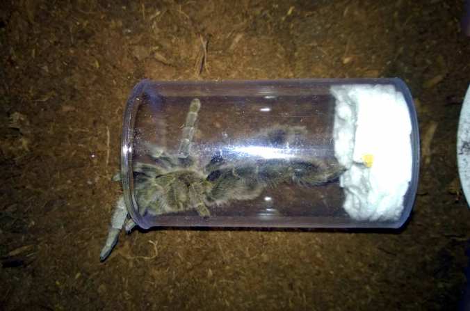 My new E. pachypus in the bottle with the paper towel lining removed.