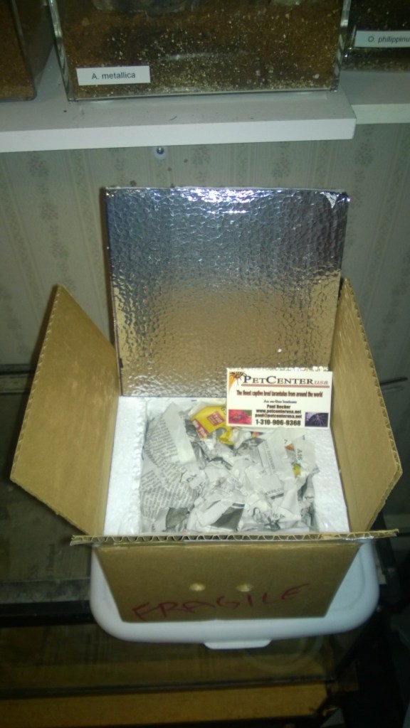 Pet Center sent the Ts in a foam lined box with a heat pack and damp newspaper for padding.