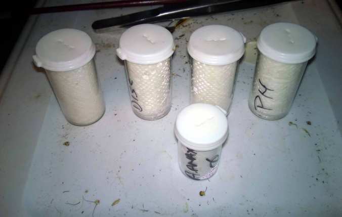 My new Ts still in their dram bottles.