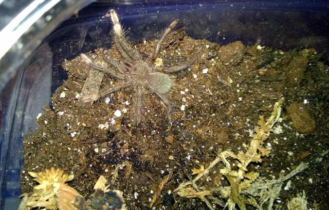 T.-stirmi-sling