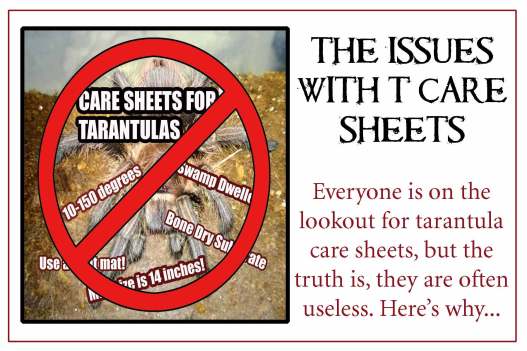 Tarantula-Care-Sheets-begin