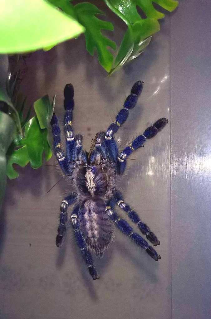 Poecilotheria metallica