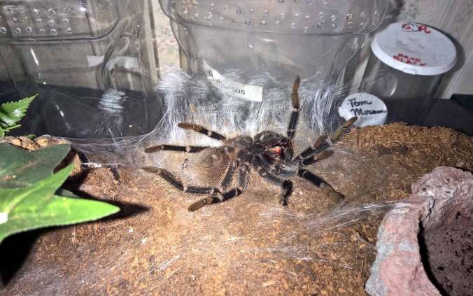 My L. itabunae on its back in the process of molting.