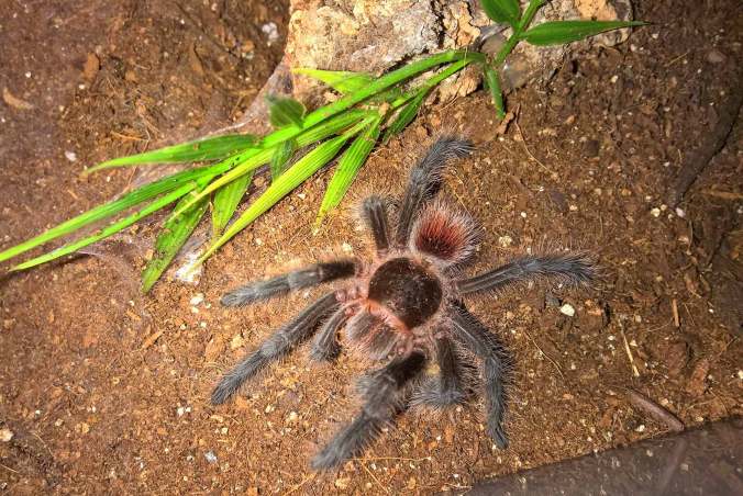 My female G. iheringi after a recent molt. Notice her tiny abdomen. 