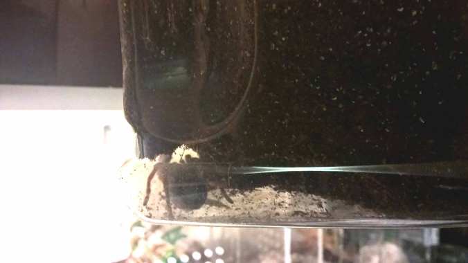 On of my P. atrichomatus slings buried at the bottom of its enclosure. This one spent almost a month sealed in.