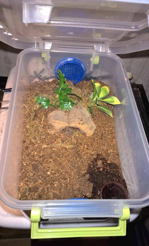 H. pulchripes juvenile setup 