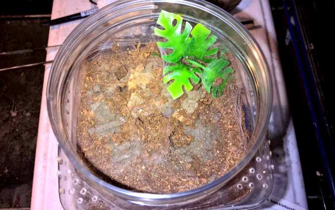 H. pulchripes sling set up