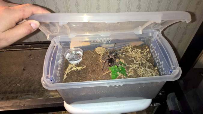 My Phormictopus sp. blue female's enclosure (a clear Sterilite shoe box)