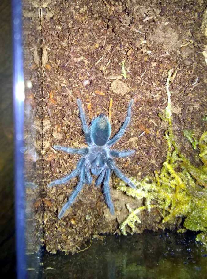 Phormictopus sp. purple sling