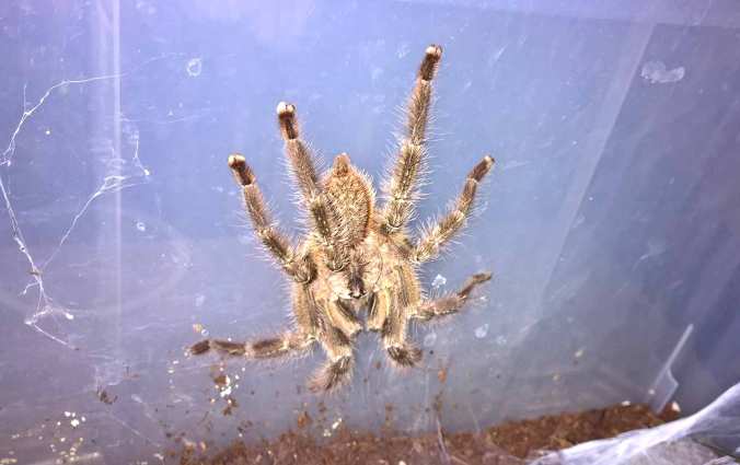 6.5" male P. regalis