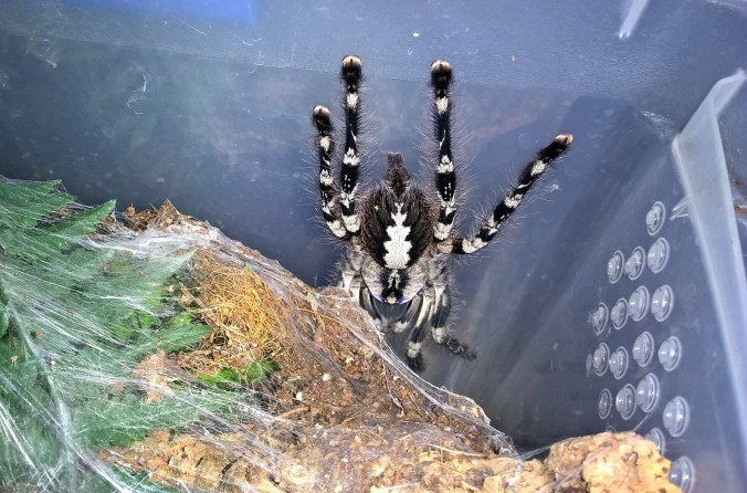 7" mature female P. regalis