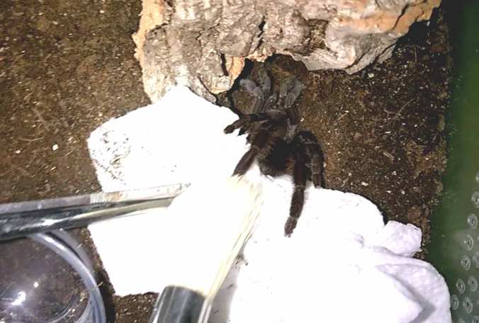 My new L. crotalus being rehoused. This unique species was one of FOUR freebies.