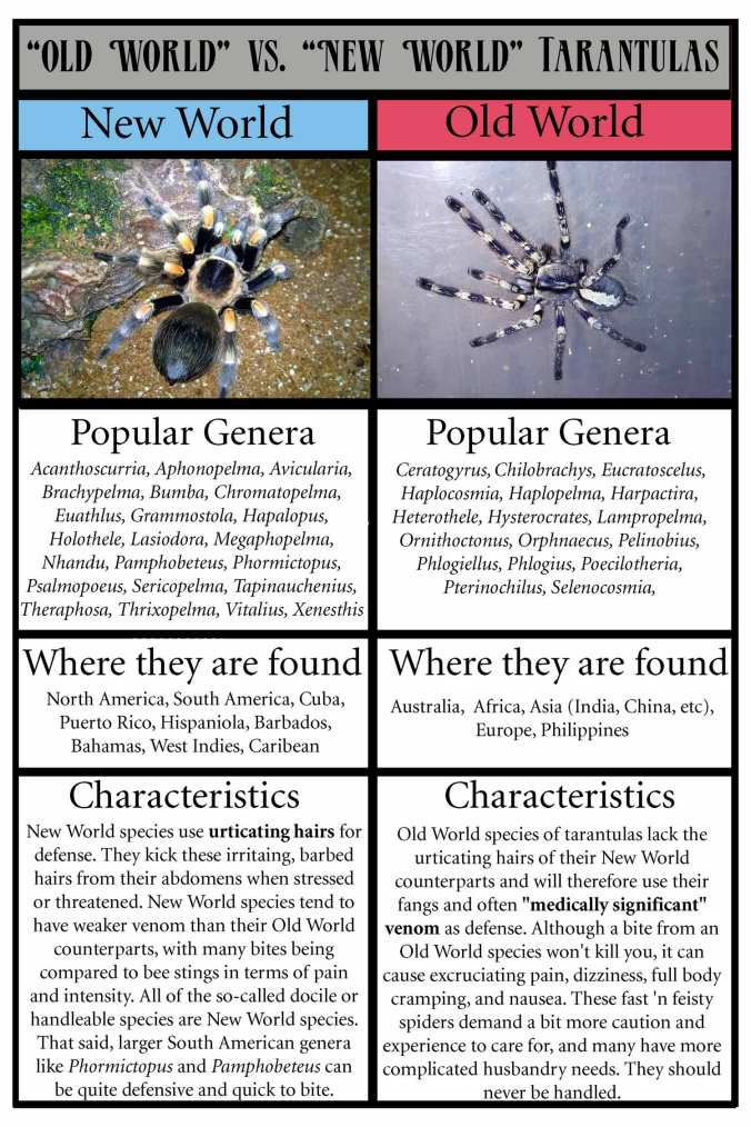 NEW-WORLD-COMPARISON