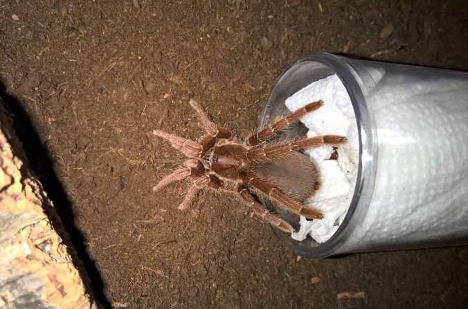 3" P. muticus juvenile rehousing.