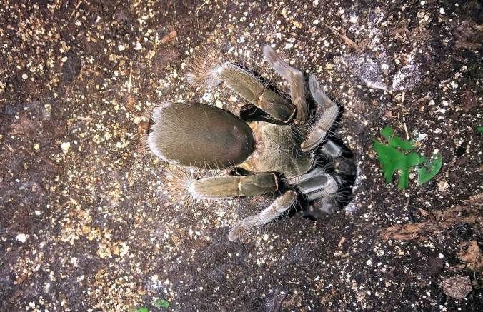 My H. gigas young adult retreating to her den.