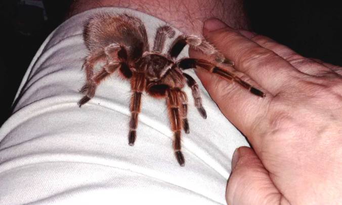 Handling of a G. rosea. Thanks to my friend, C.J. Peter for permission to use his photo!