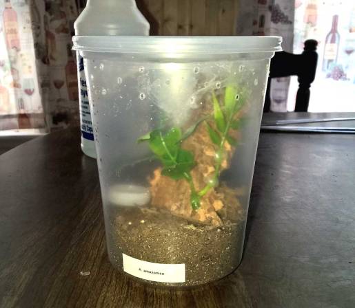 A 32 oz deli cup arboreal setup with a bottle cap water dish.