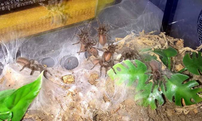 Spider Buffet Communal Project Part 4: Sling Buffets and Spider Piles | Tom's Big Spiders