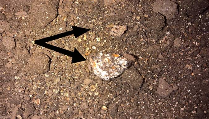 Two boluses - look for the little white and crusty balls left behind after a T eats.