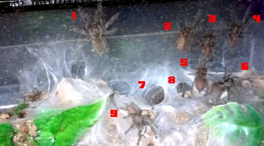 Spider Buffet Communal Project Part 4: Sling Buffets and Spider Piles | Tom's Big Spiders